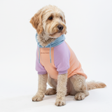 Color Block Dog Hoodies