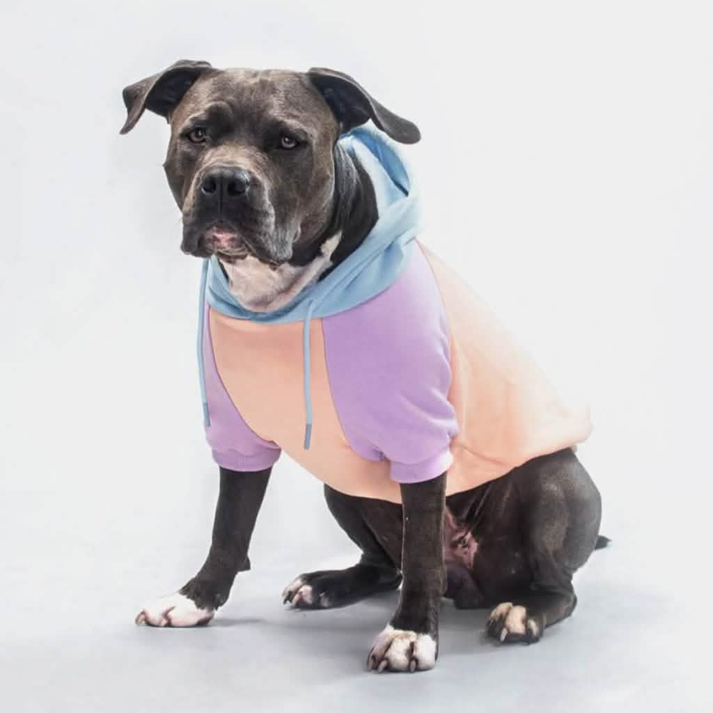 Cotton Candy Dog Hoodie