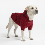 Essential Dog Hoodies
