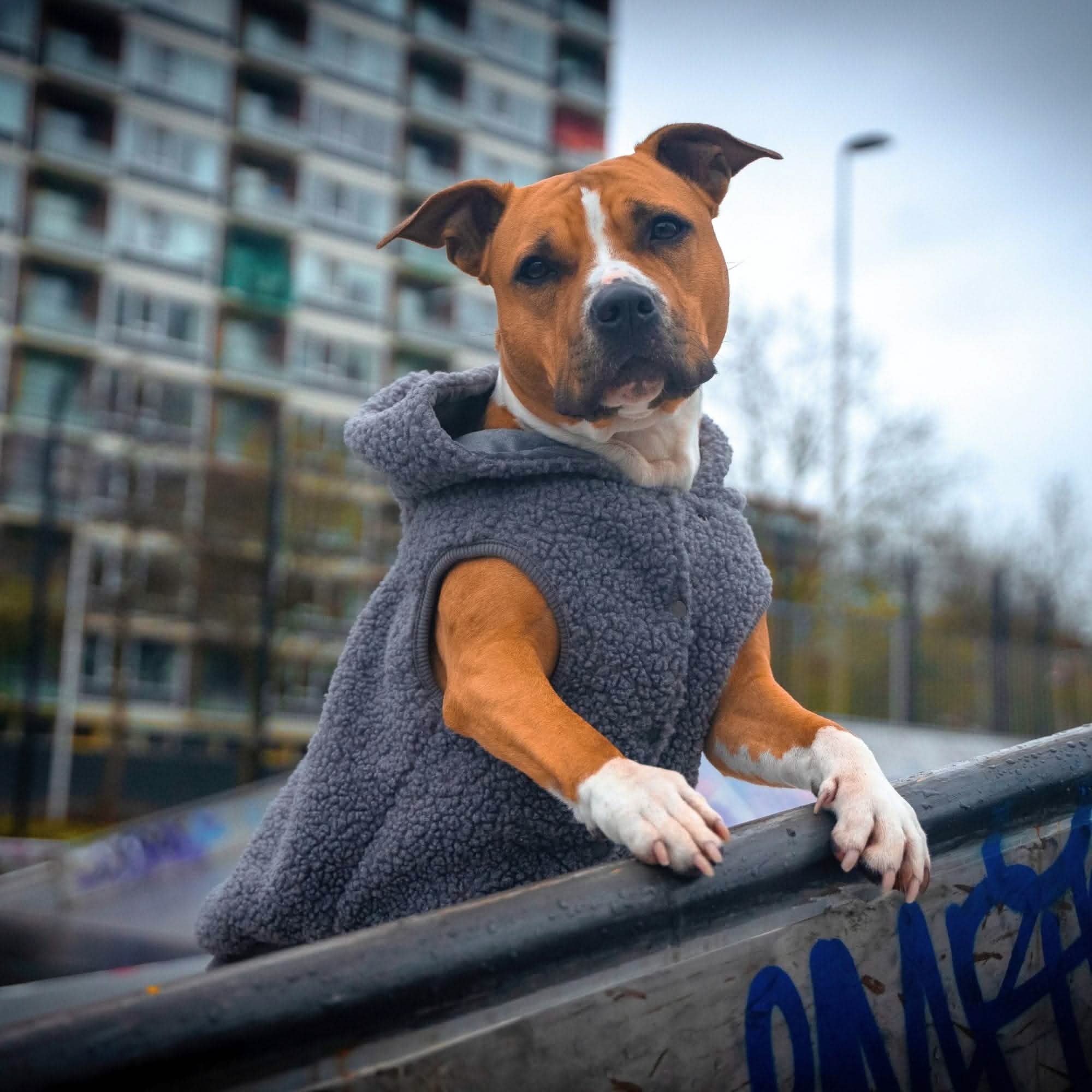 Teddy Sherpa Dog Sweaters