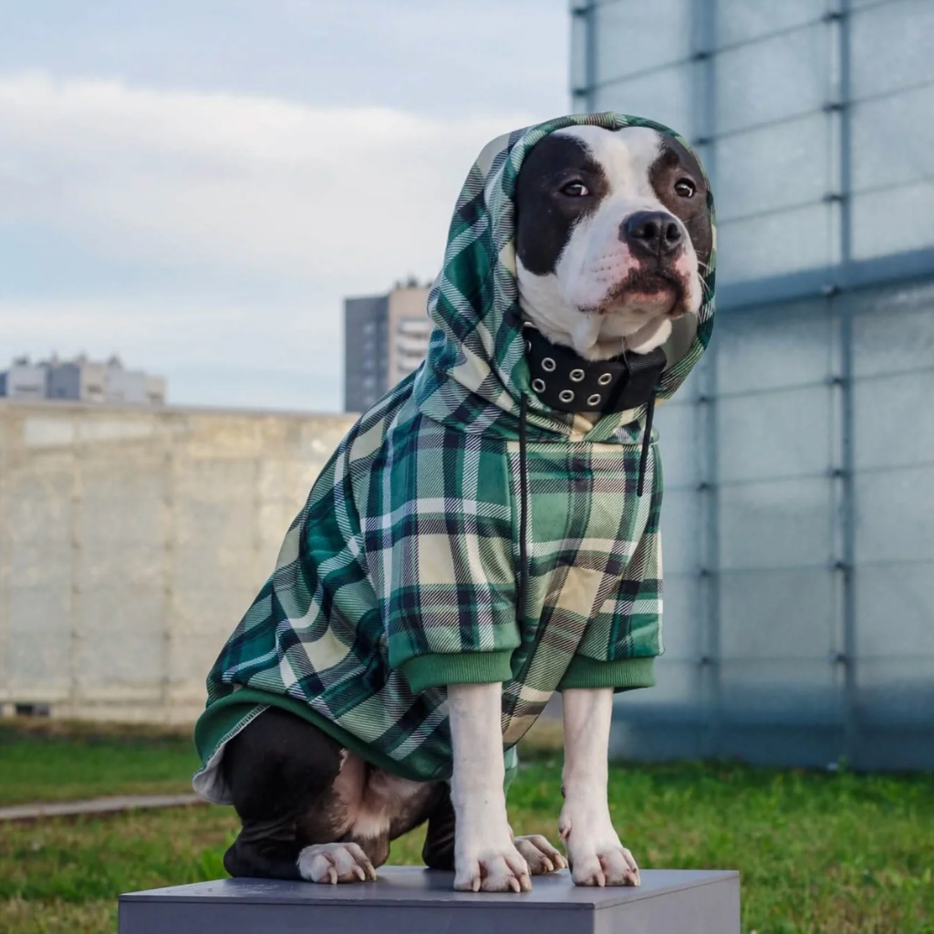 Green Plaid Dog Hoodie