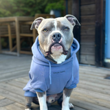 Essential Dog Hoodies