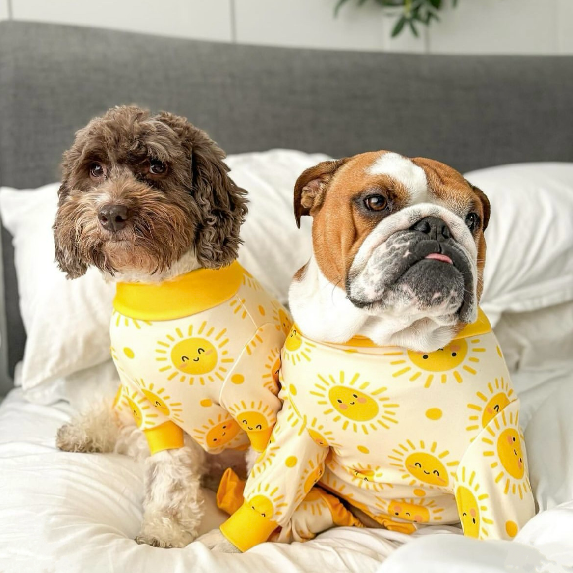 Dog Pajama Prints