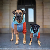 Color Block Dog Hoodies