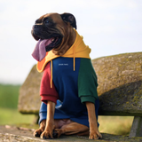 Primary Color Block Dog Hoodie