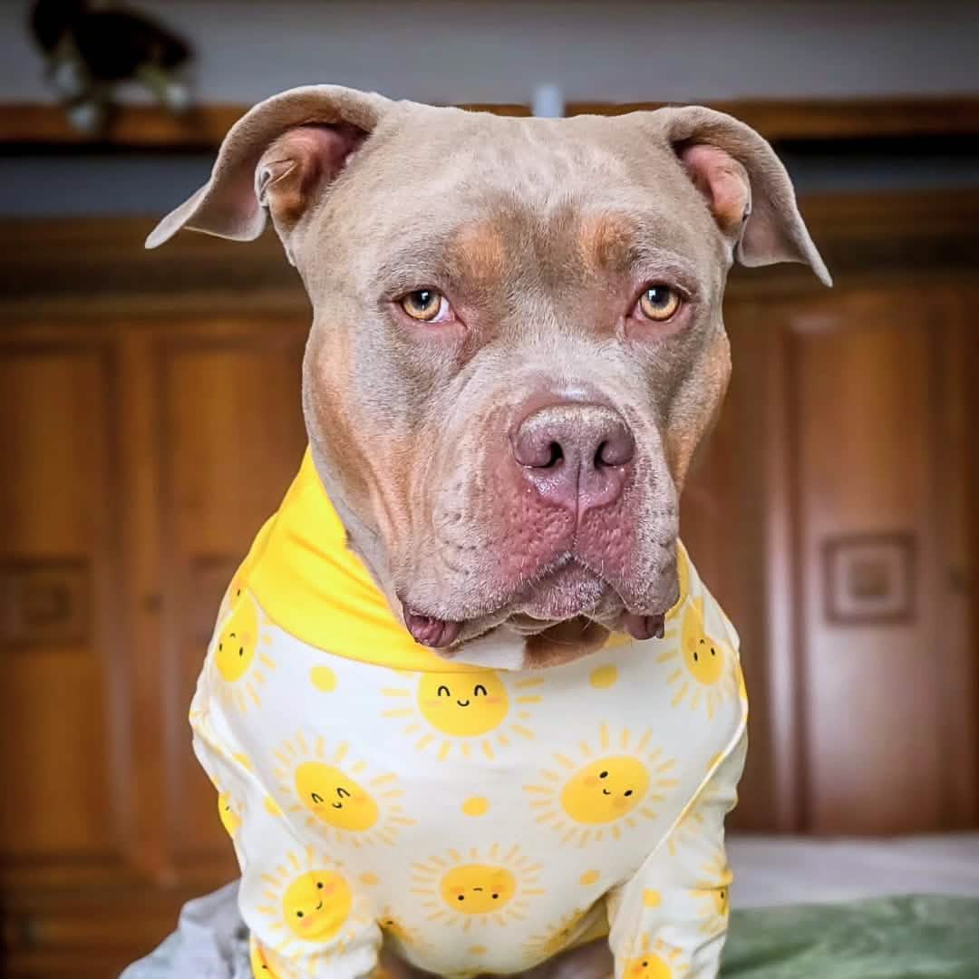 Dog Pajama Prints