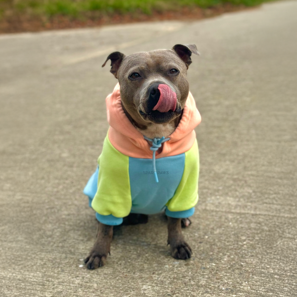 Color Block Dog Hoodies