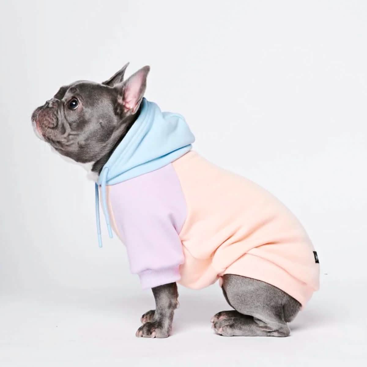 Cotton Candy Dog Hoodie