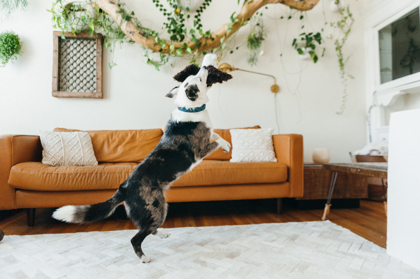 Fetching Flock Collection