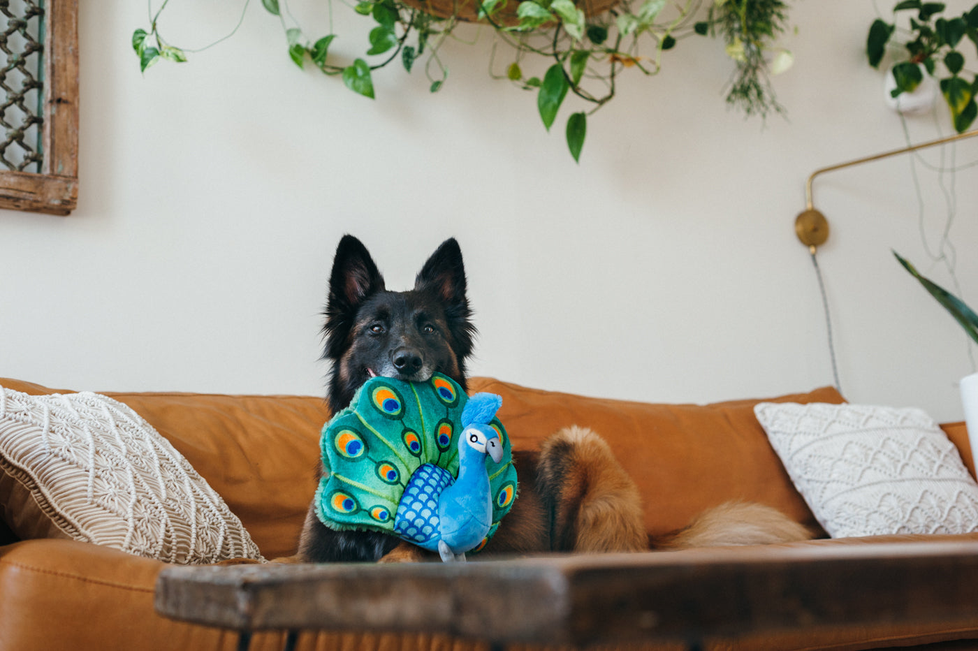 Fetching Flock Collection