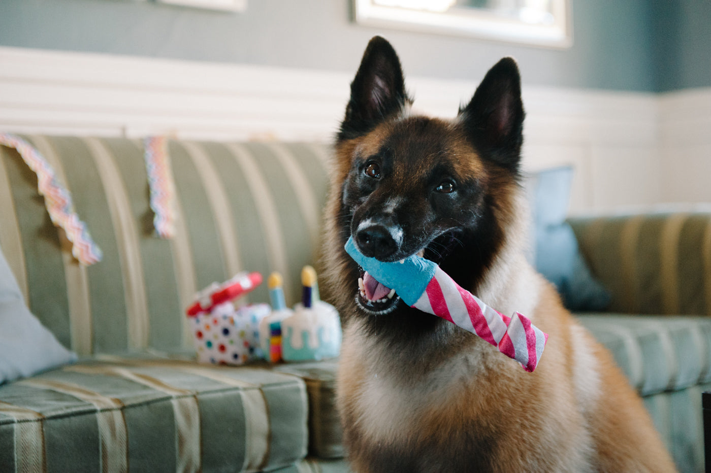 Party Time Collection